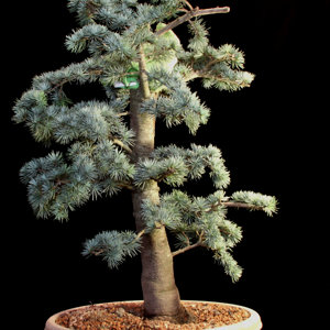 Blue Atlas Cedar