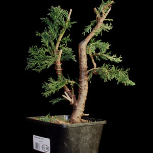 Hinoki Cypress