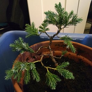 Juniper Squamata (Blue Star) 03