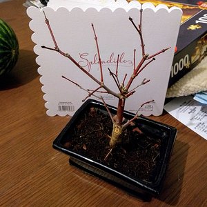 Deshojo Maple 01.jpg