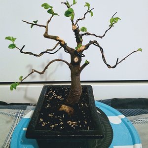 Chinese Elm 02.jpg