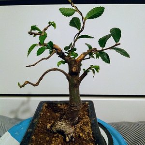 Chinese Elm 03