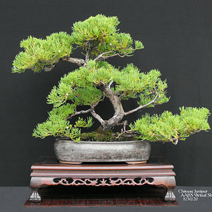 6 Chinese Juniper.JPG