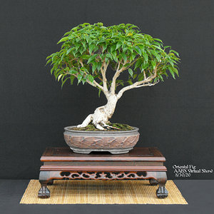 12 Ficus orientalis.JPG