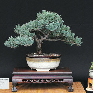 Blue Point Juniper.JPG