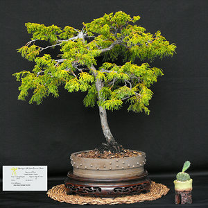 Dwarf Gold Hinoki.JPG