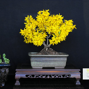 Magical Gold Forsythia.JPG