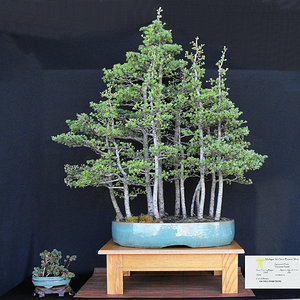 Tamarack forest.JPG