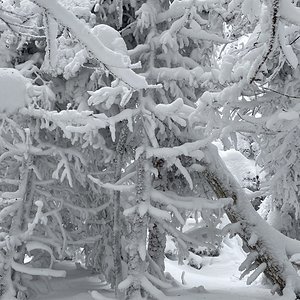 Snowy Trees in Vermont