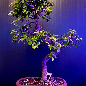 Chinese elm