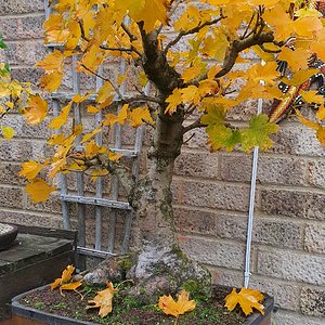 Norway maple in full autumn colours