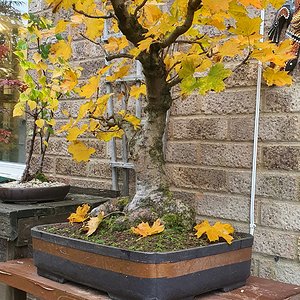 Norway maple in full autumn colours