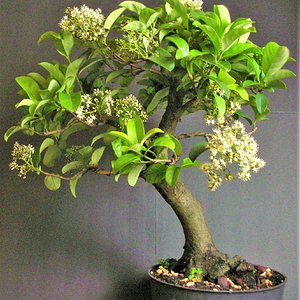 Blooming Japanese Privet bonsai