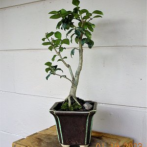 Japanese Privet bonsai