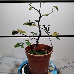 English Elm 02.jpg