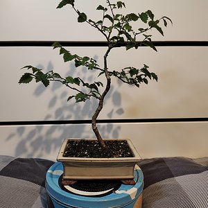 English Elm 04.jpg