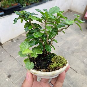 Fukien Tea