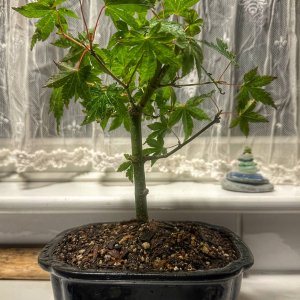 Media 'New Japanese Maple' in album 'My Garden'