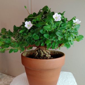Erodium reichardii- 'Alba'.jpg