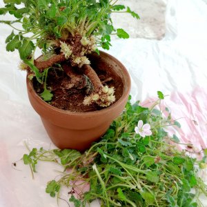 Erodium Alba-Leaf stripping.jpg