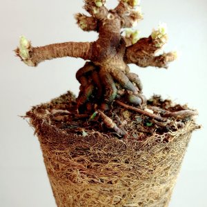 Structure pruned.jpg
