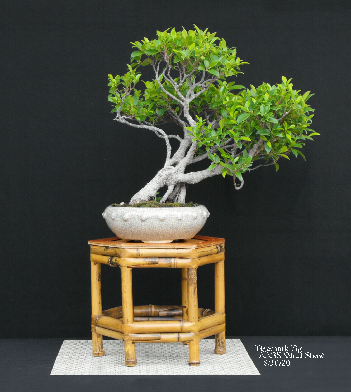 13 Ficus microcarpa 'Tigerbark'.JPG