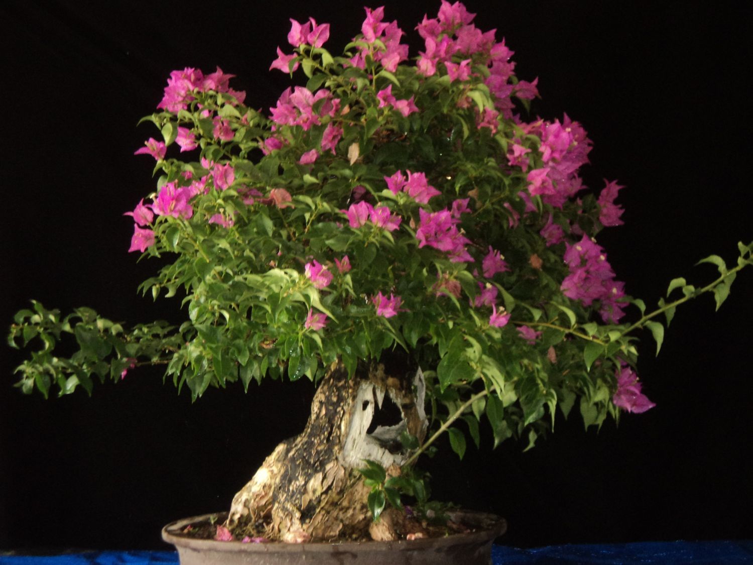 #2 purple bougainvillea