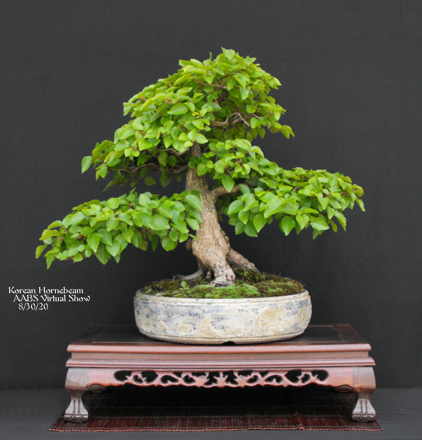 8 Korean Hornbeam.JPG