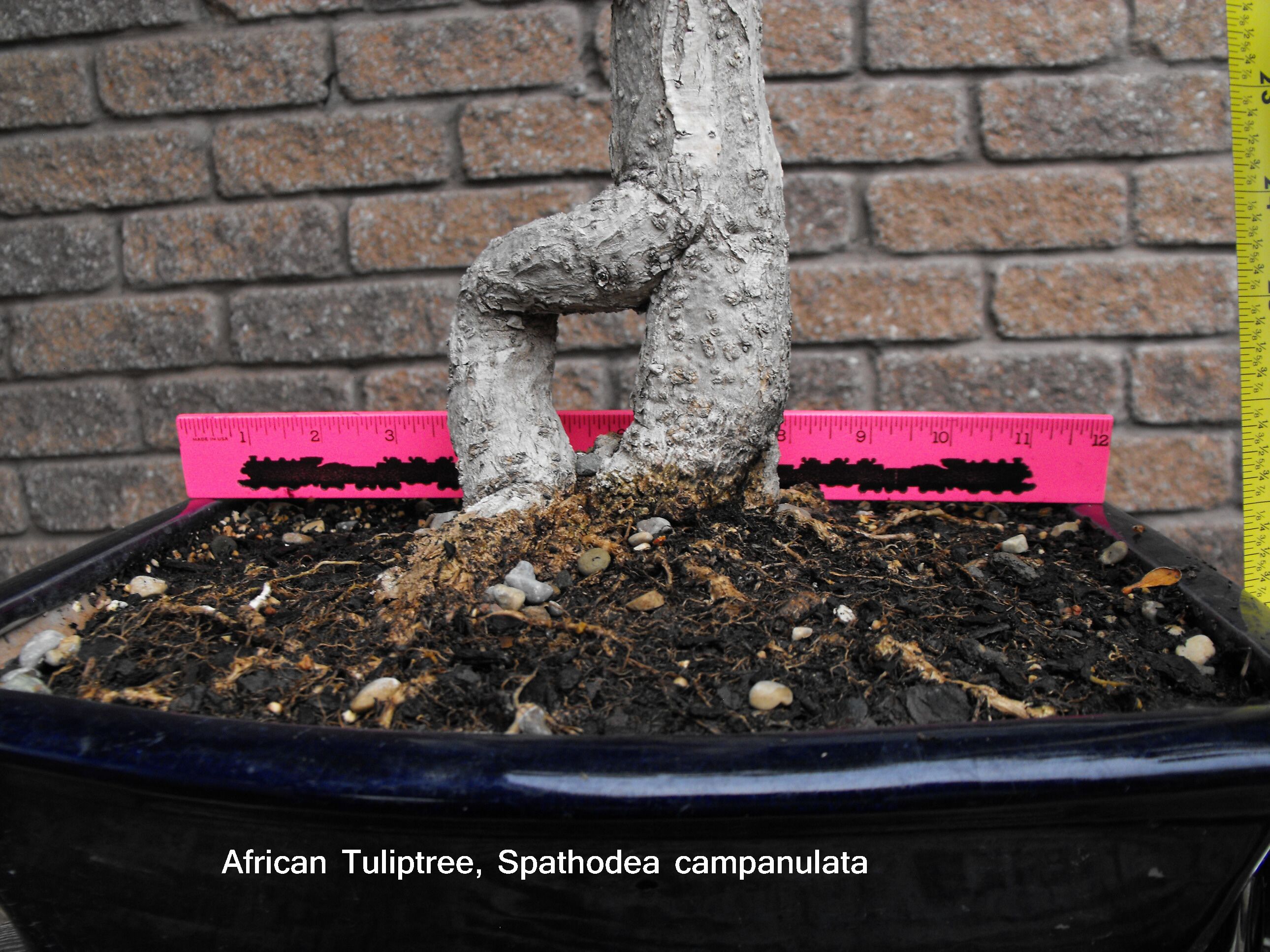 African Tuliptree Spathodea campanulata a.JPG