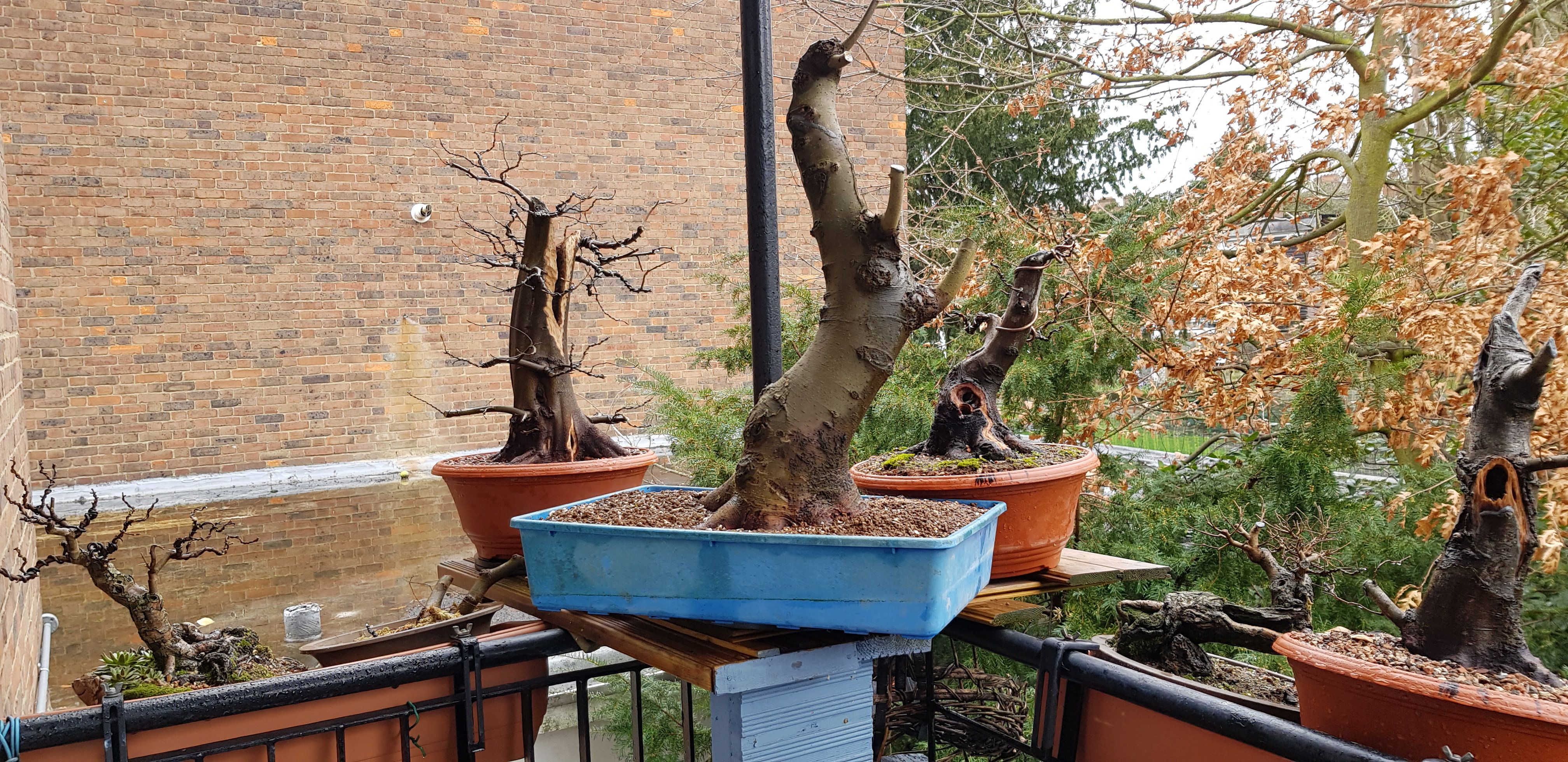 balcony bonsai