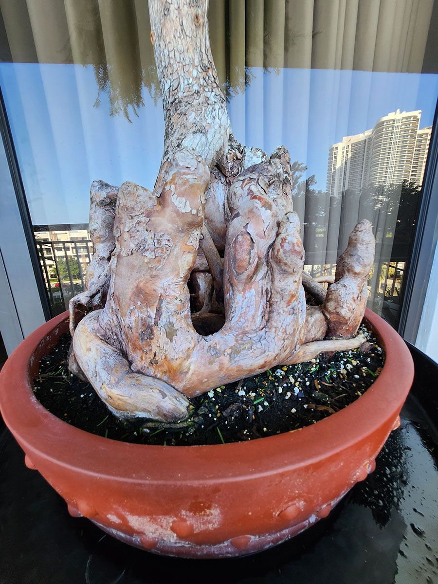 Bald Cypress  knees