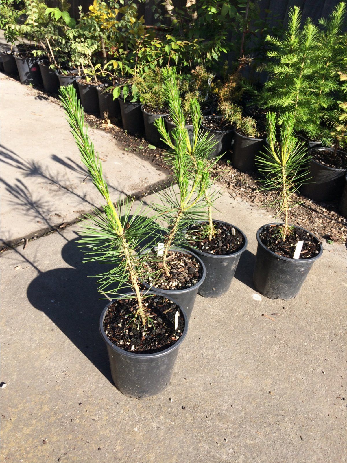 Black pine seedlings