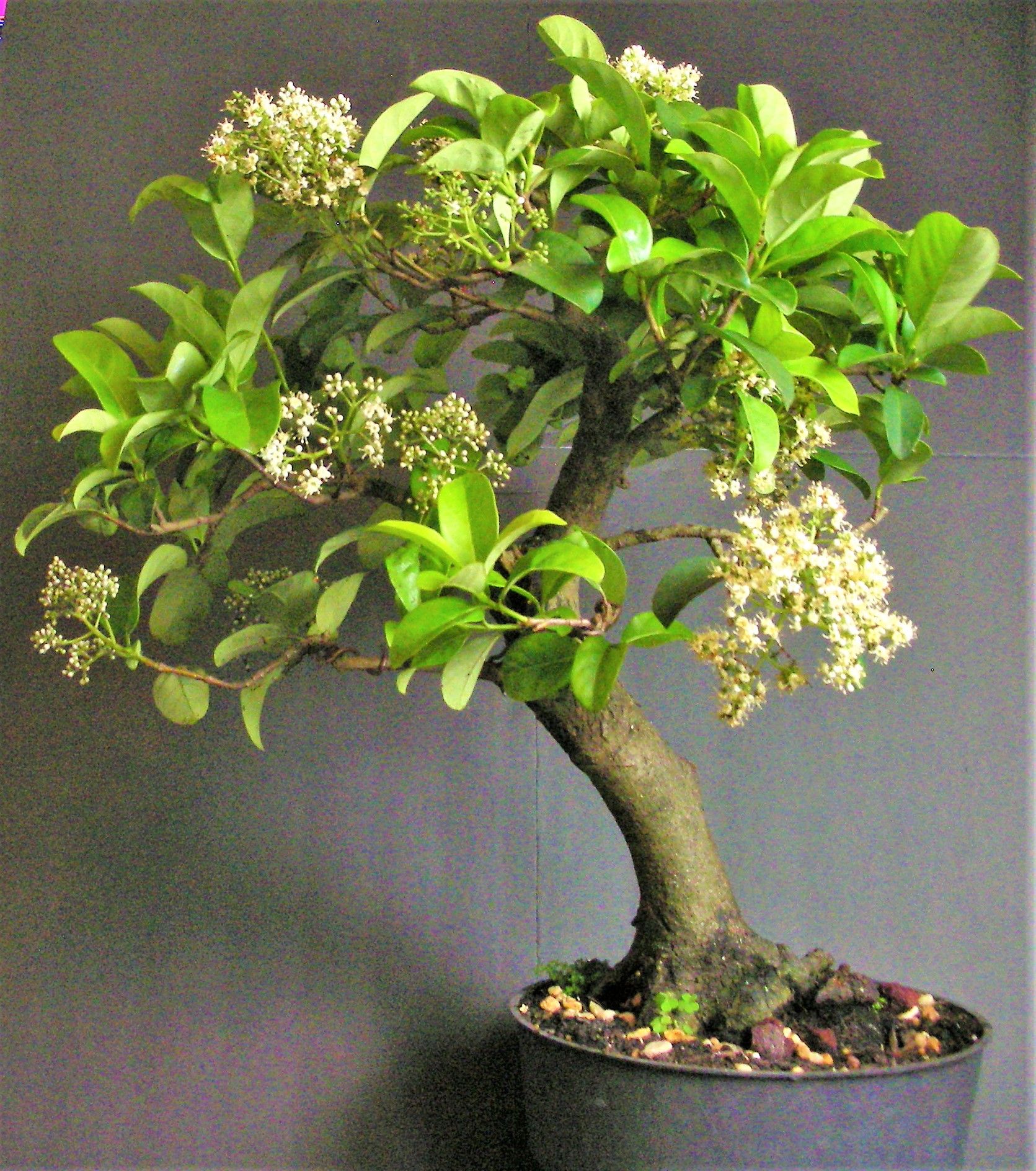 Blooming Japanese Privet bonsai