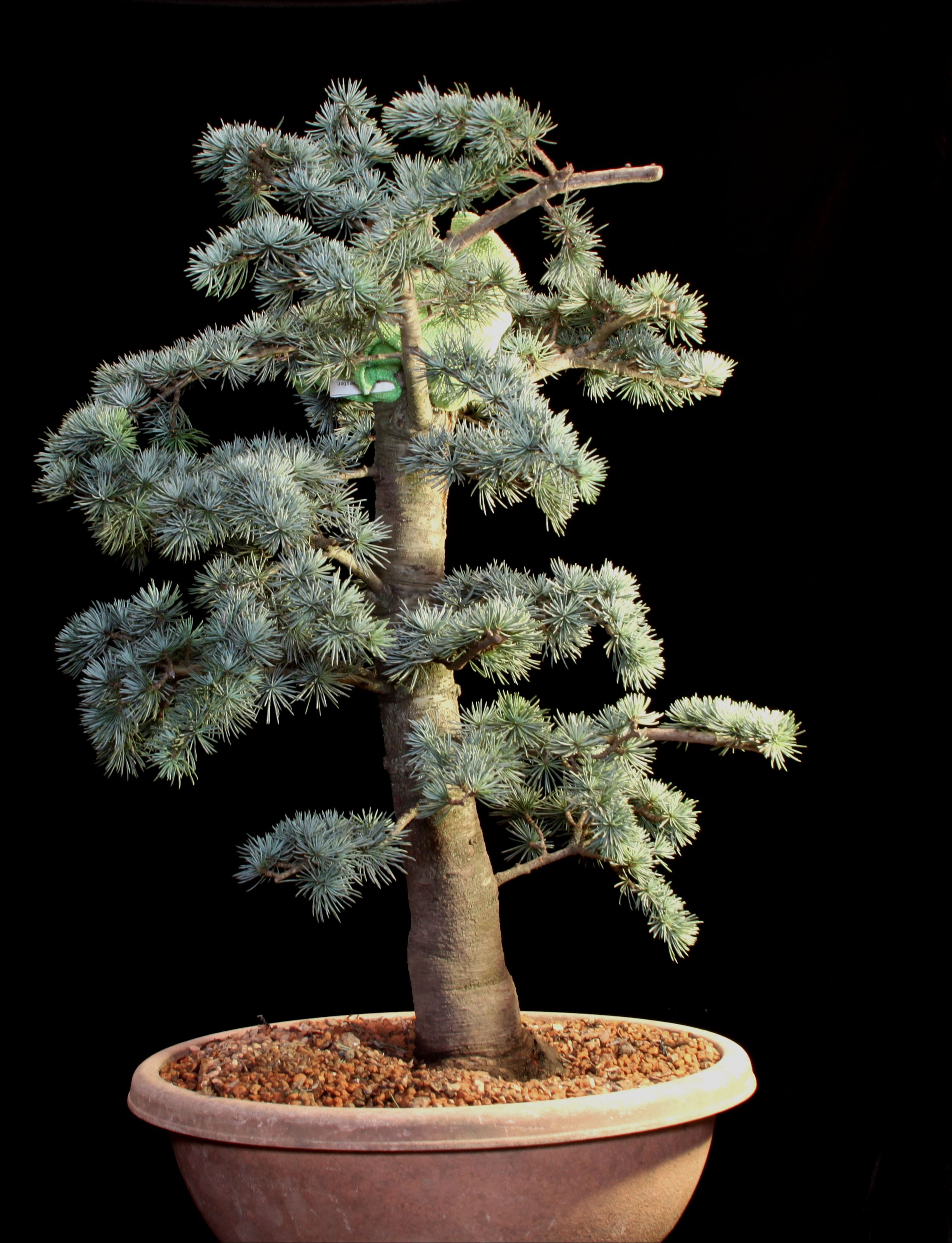 Blue Atlas Cedar