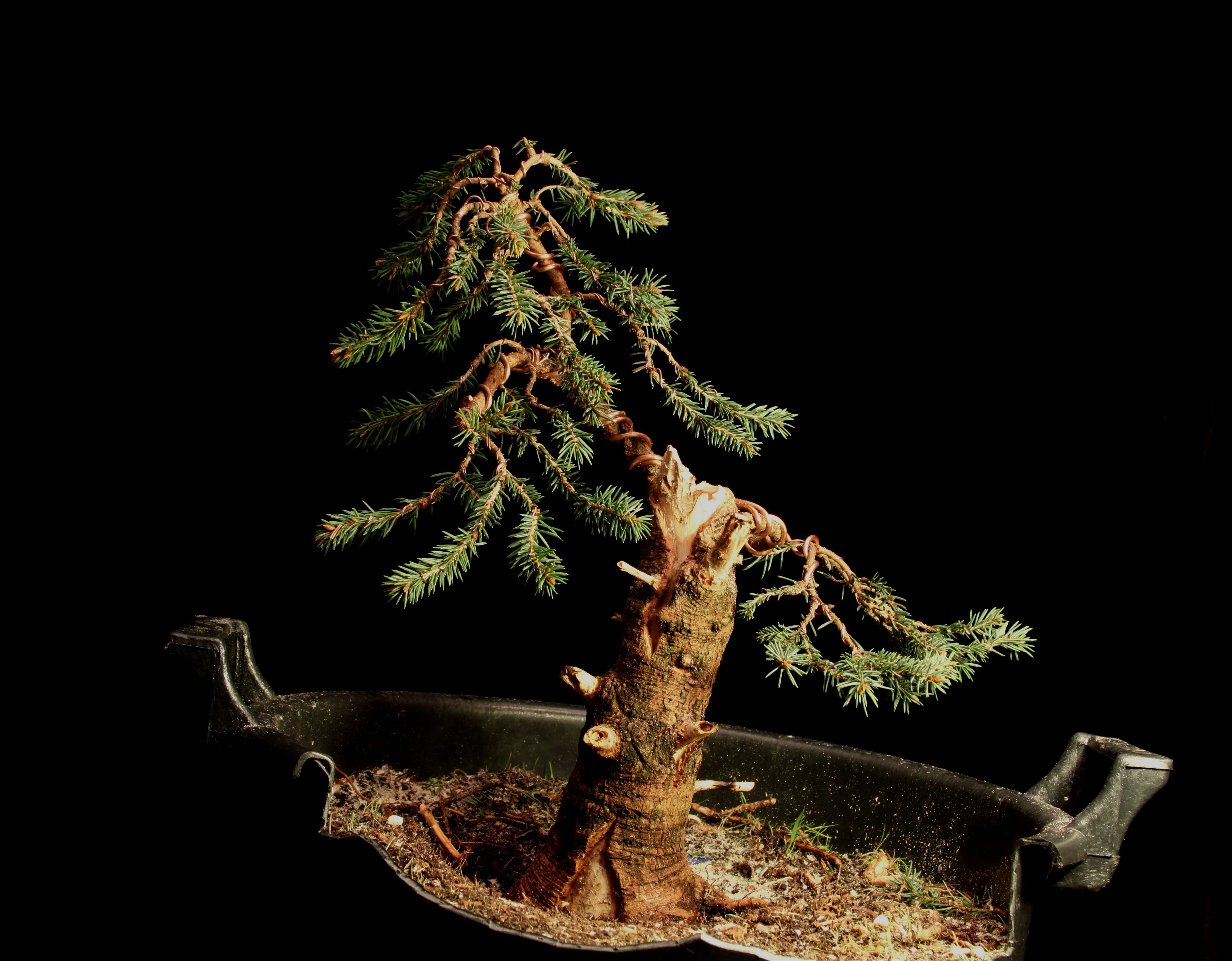 Blue Spruce, Colorado spruce Bonsai Nut
