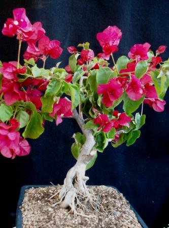 Bougainvilla, exposed roots