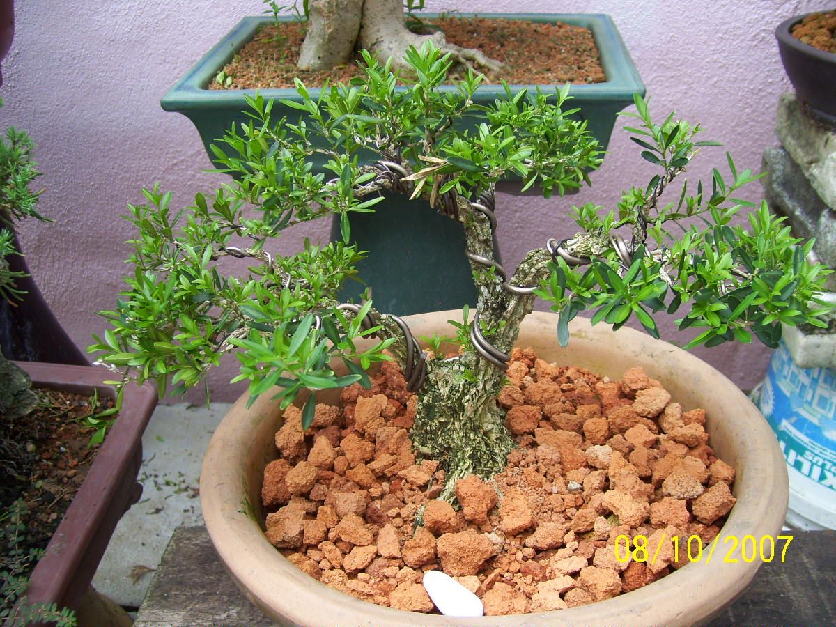 buxus harlandii