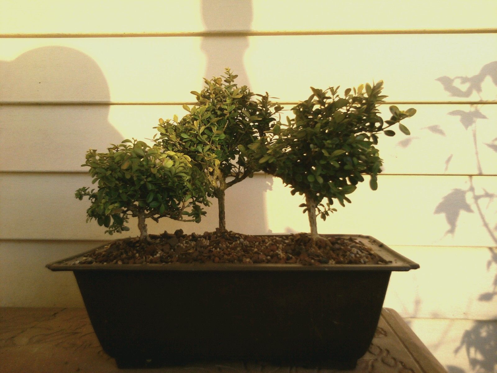 Buxus microphylla 'Compacta' KINGSVILLE