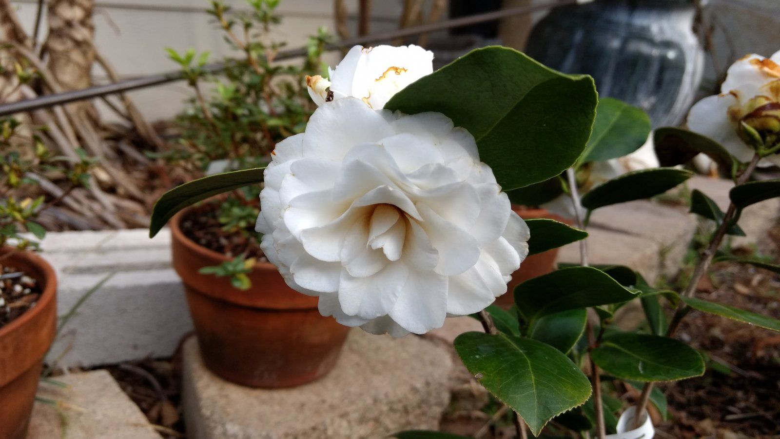 Camellia