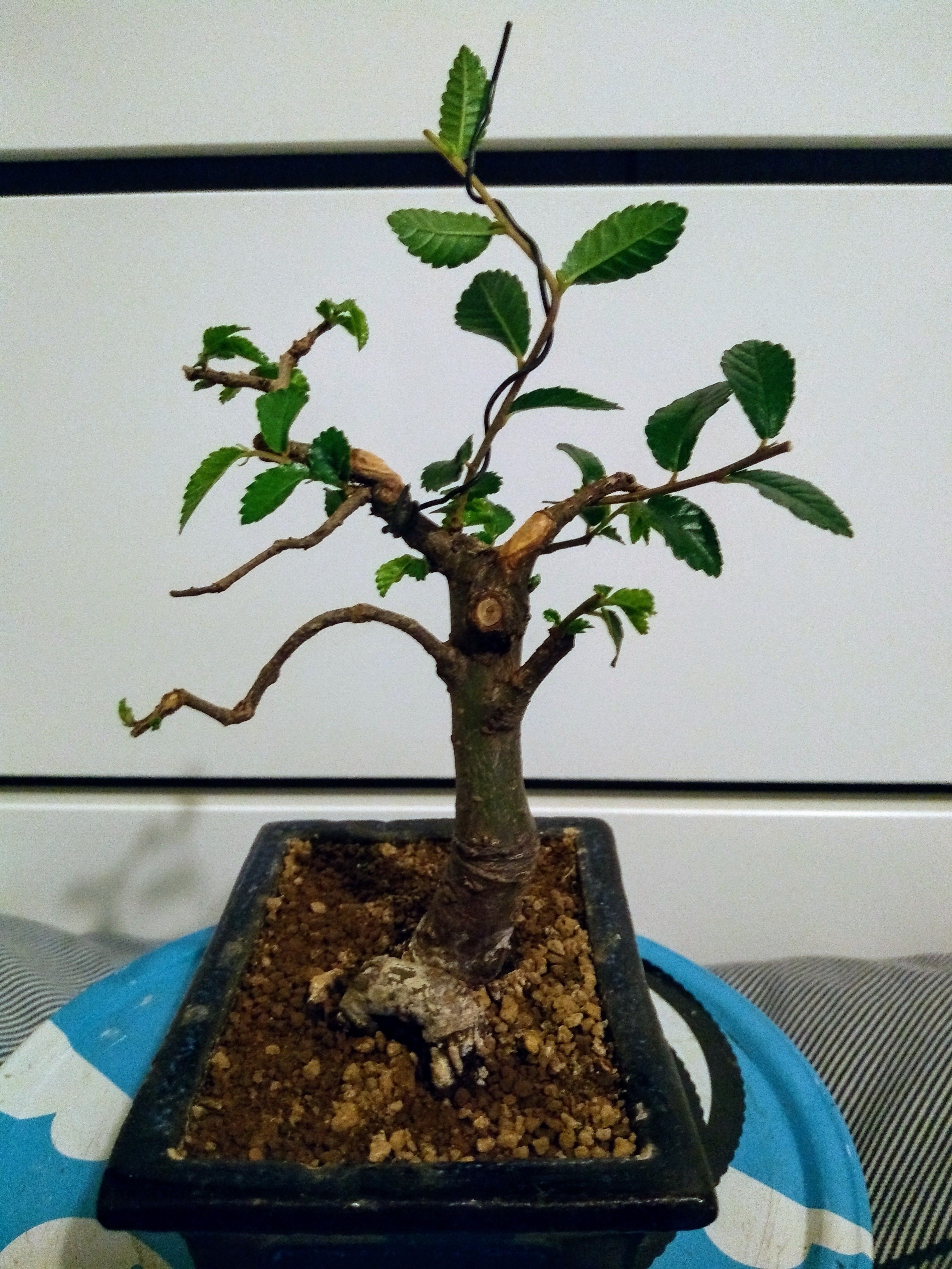 Chinese Elm 03