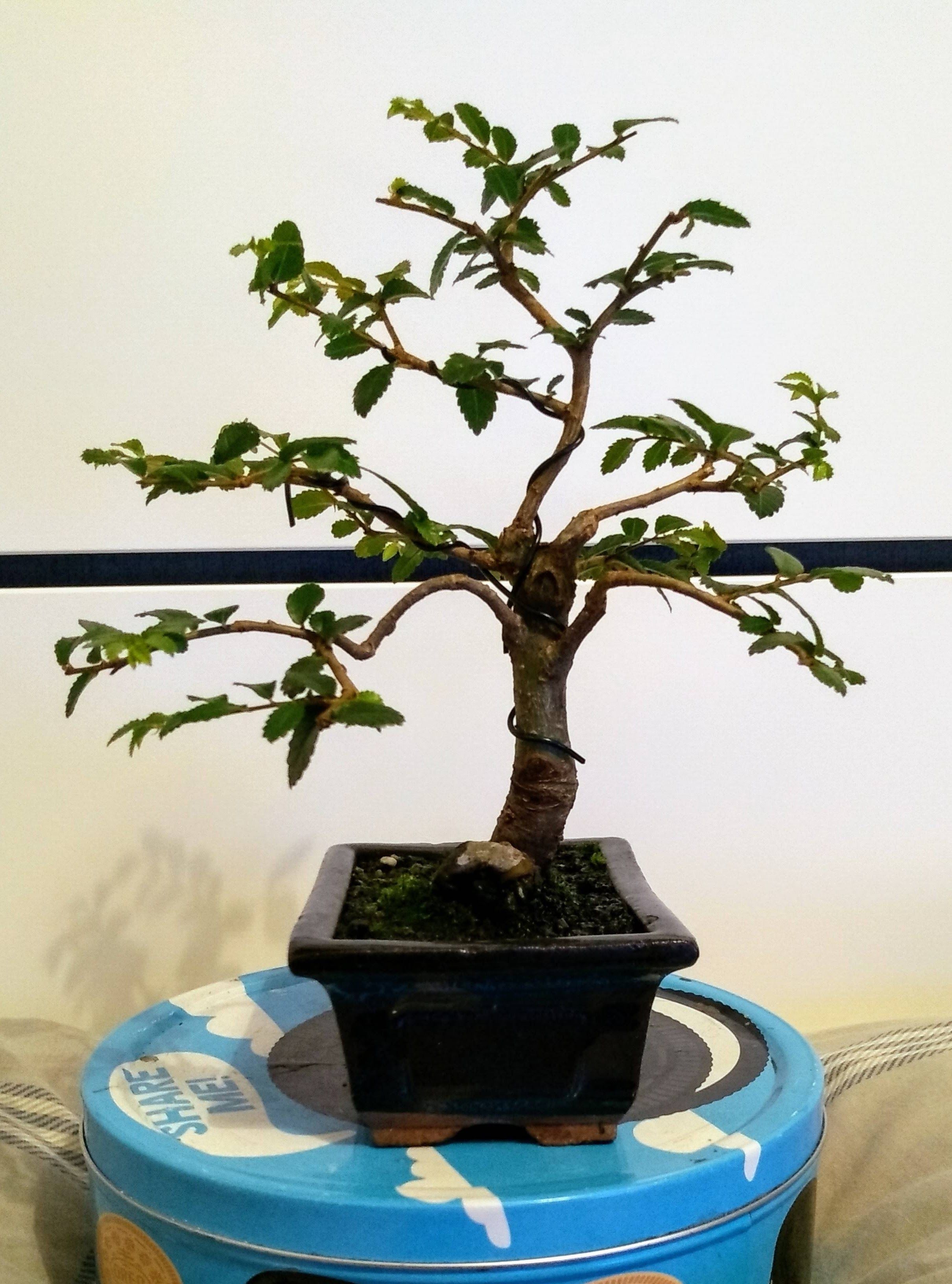 Chinese Elm 06