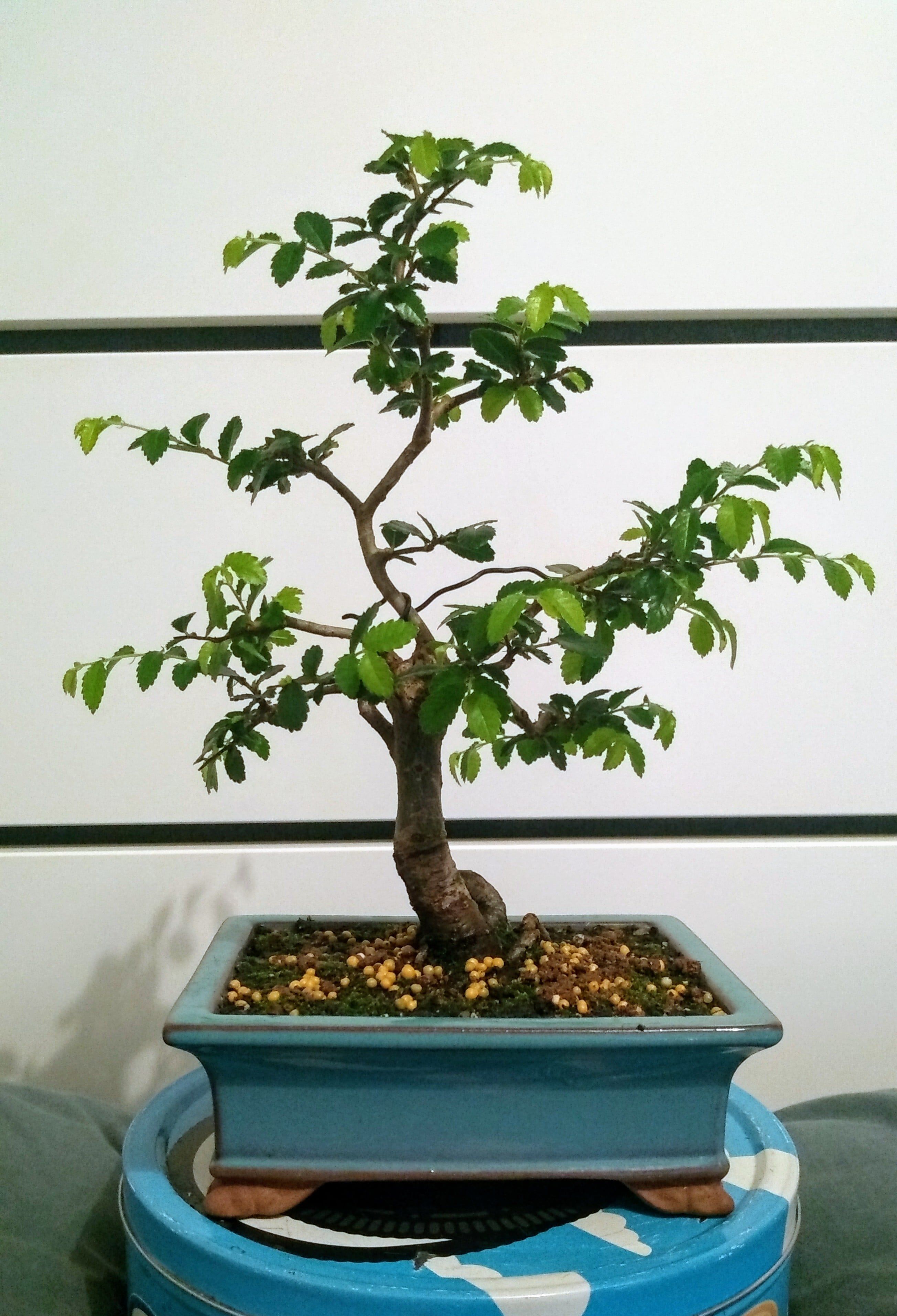 Chinese Elm 09