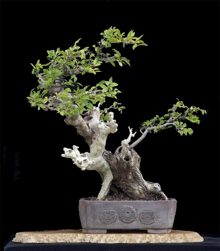 Chinese Elm