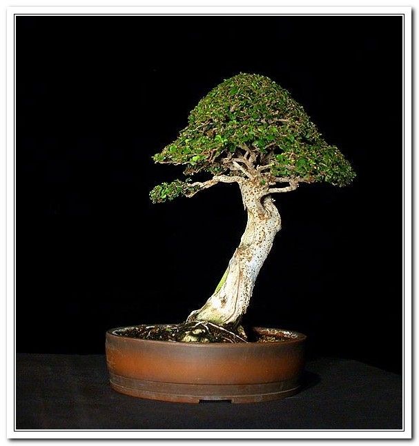 Chinese Elm