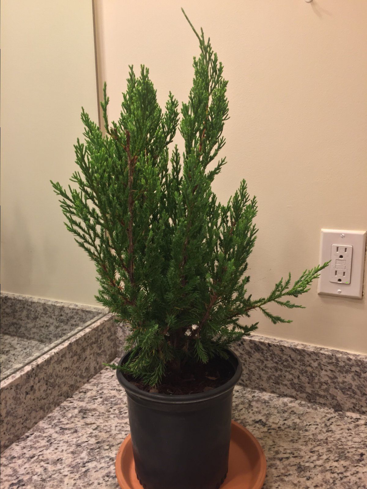 Chinese Juniper