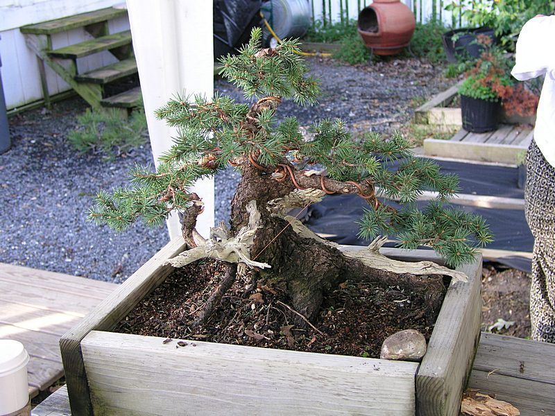 Colorado Blue Spruce