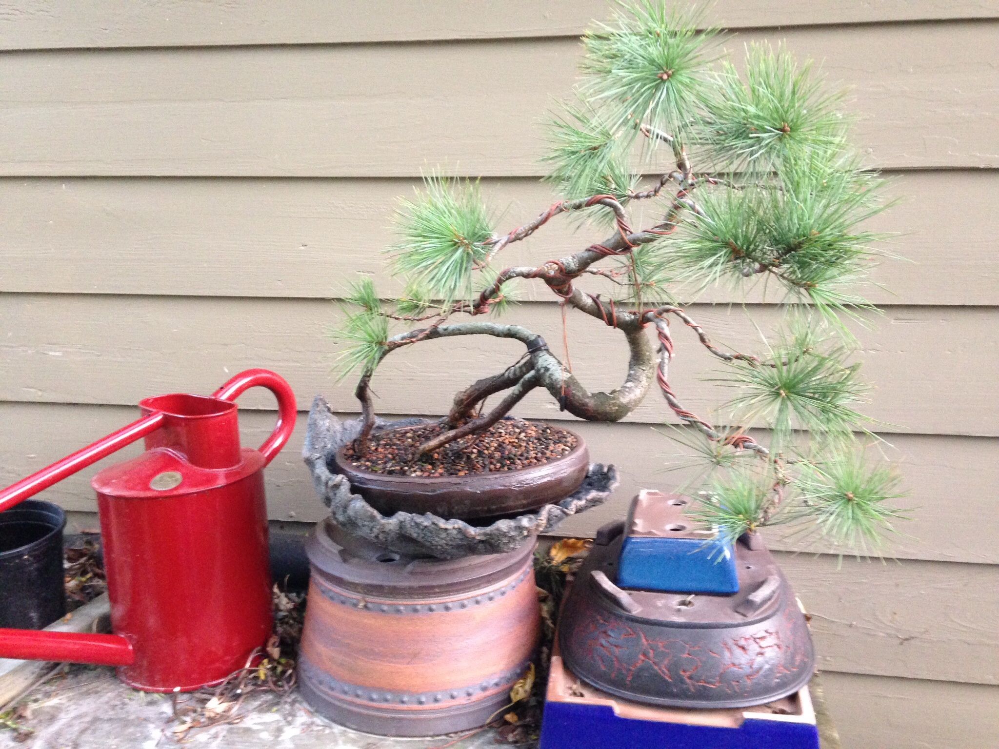 "Dali" Eastern White Pine with new pot