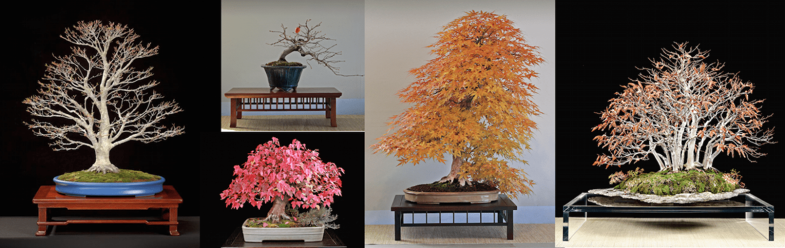 Deciduous Bonsai