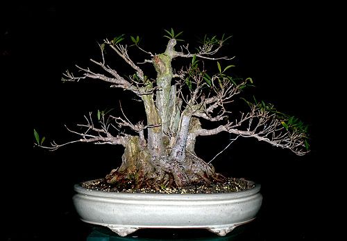 Ficus nerifolia rework  02/27/07