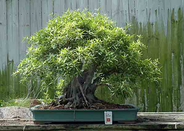 Ficus nerifolia